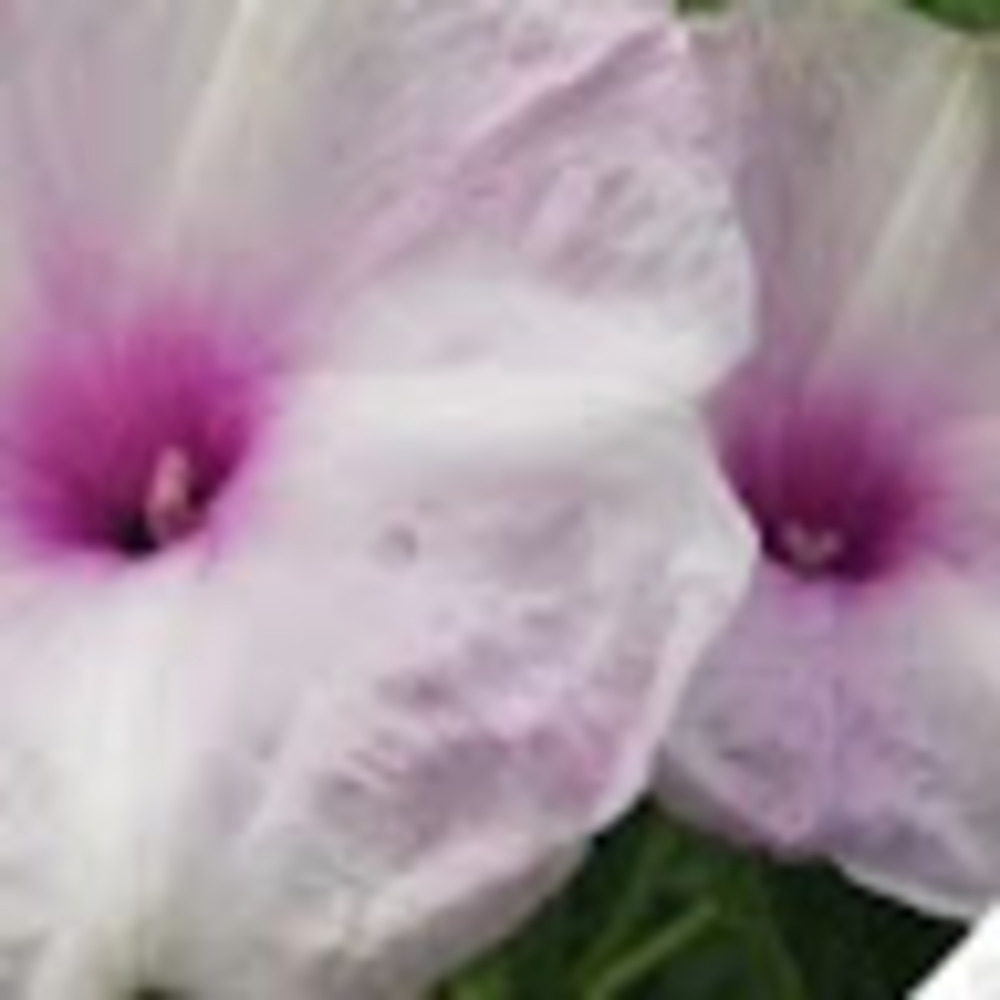 Meet your Posher, Annie